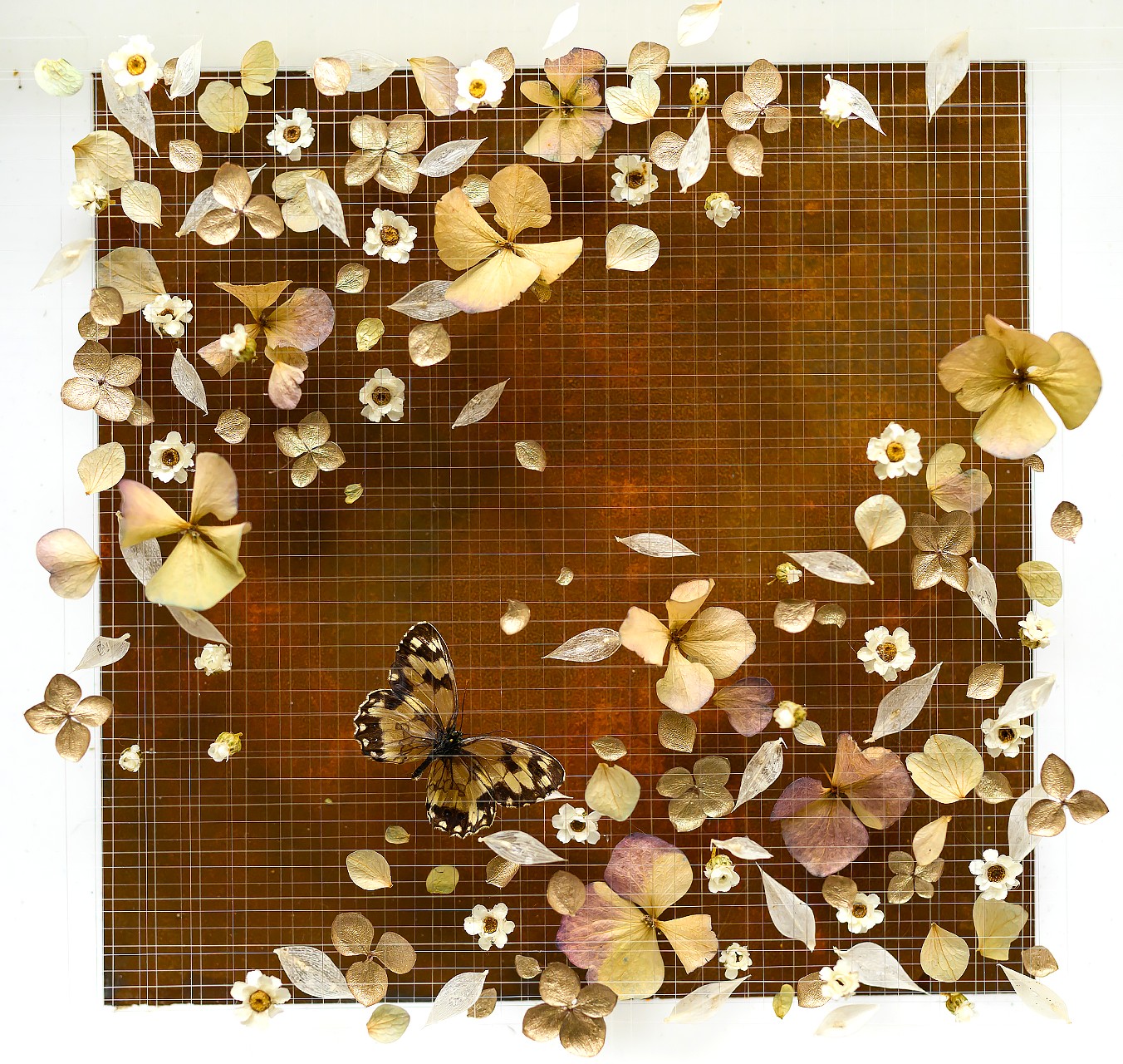 IXODIA RISE - ANNA MASTERS - Galeries Bartoux