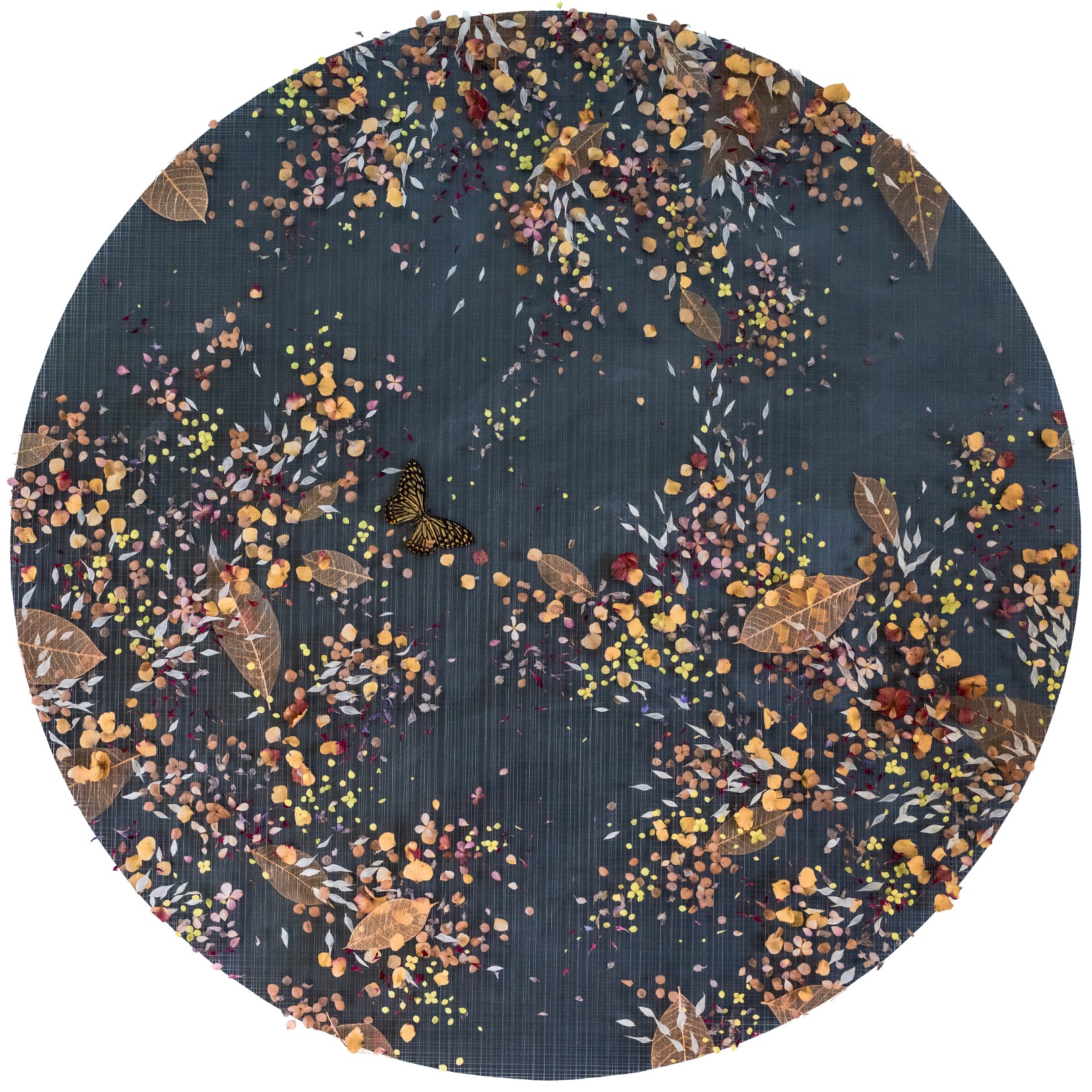 MIDNIGHT BLUSTER - ANNA MASTERS - Galeries Bartoux