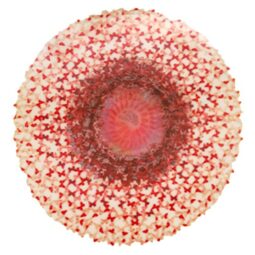 Lenticular rouge - ANNALÙ - Galeries Bartoux