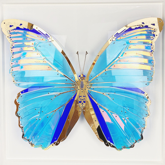 Morpho didius - PIERRE BRAULT - Galeries Bartoux
