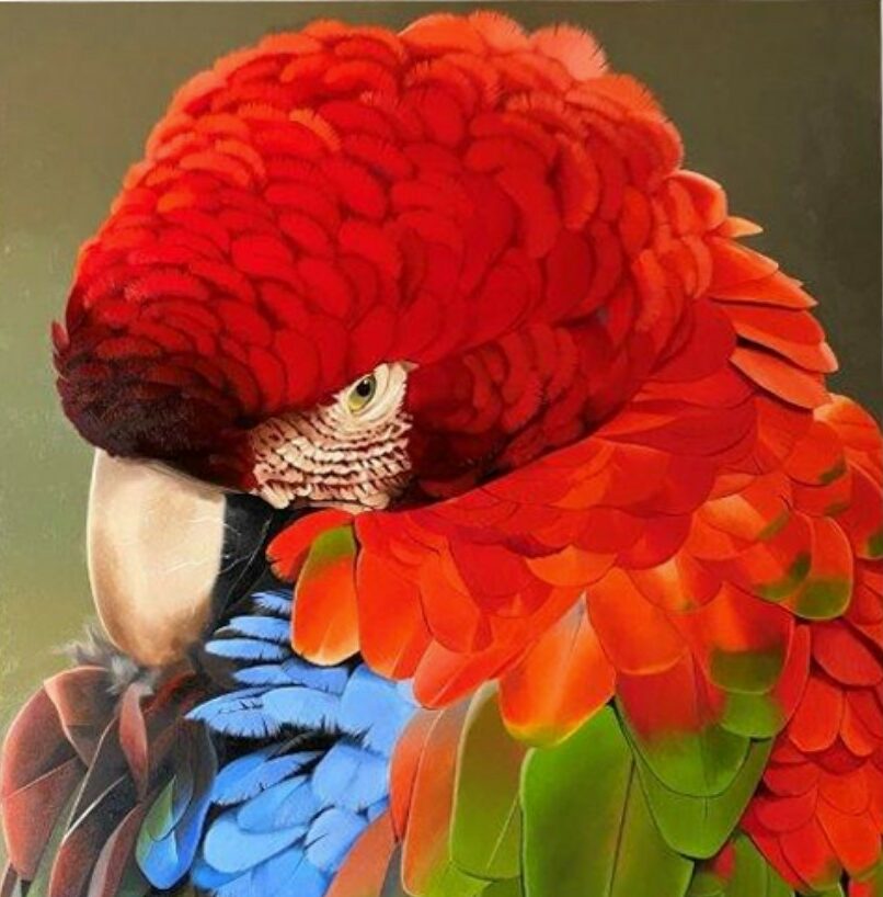 PRENNING RED MACAW - PETTERSON SILVA - Galeries Bartoux