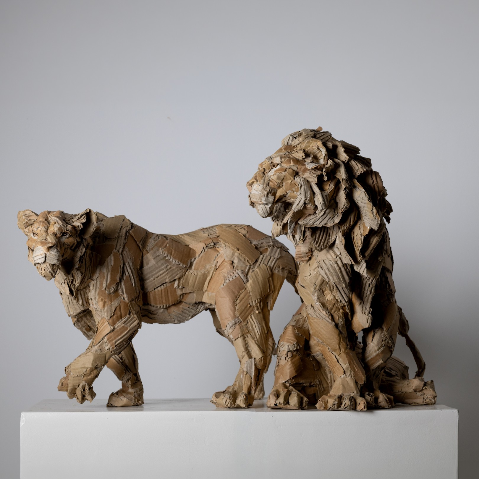 PAKHET & KALAHARI - OLIVIER BERTRAND - Galeries Bartoux